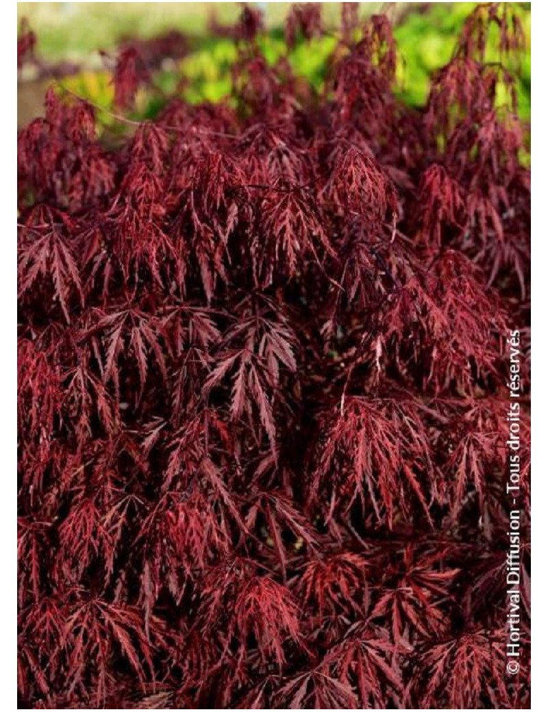 ACER palmatum DISSECTUM FIRECRACKER (Érable du Japon)