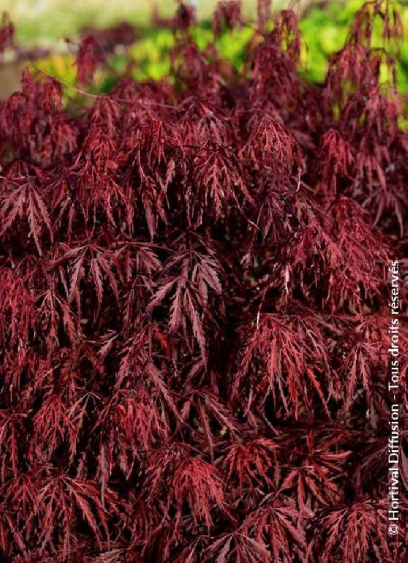 erable-du-japon-firecracker-acer-palmatum-firecracker.jpg