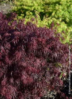 erable-du-japon-firecracker-acer-palmatum-firecracker-1.jpg