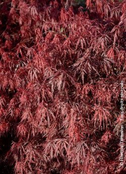 erable-du-japon-firecracker-acer-palmatum-firecracker-2.jpg