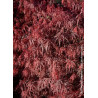 ACER palmatum DISSECTUM FIRECRACKER (Érable du Japon)