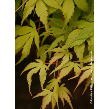 ACER palmatum KATSURA (Érable du Japon)