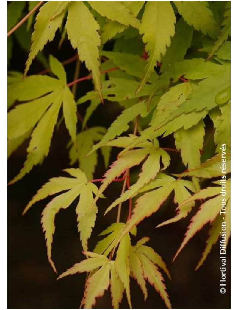 ACER palmatum KATSURA (Érable du Japon)