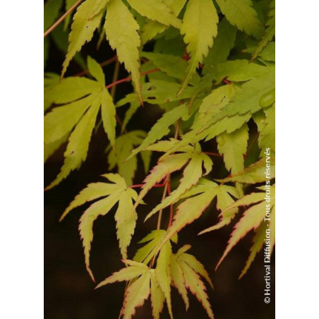 ACER palmatum KATSURA (Érable du Japon)