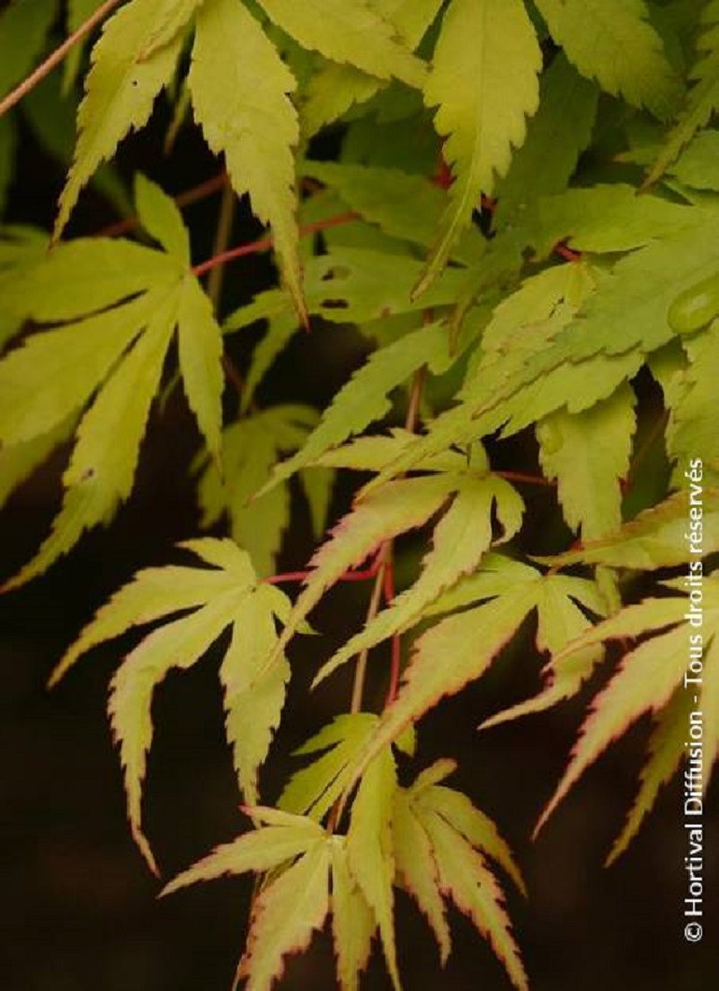 erable-du-japon-katsura-acer-palmatum-katsura.jpg