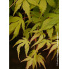 ACER palmatum KATSURA (Érable du Japon)