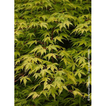 ACER palmatum KATSURA (Érable du Japon)