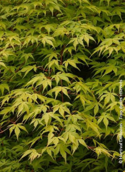 erable-du-japon-katsura-acer-palmatum-katsura-1.jpg