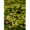 ACER palmatum KATSURA