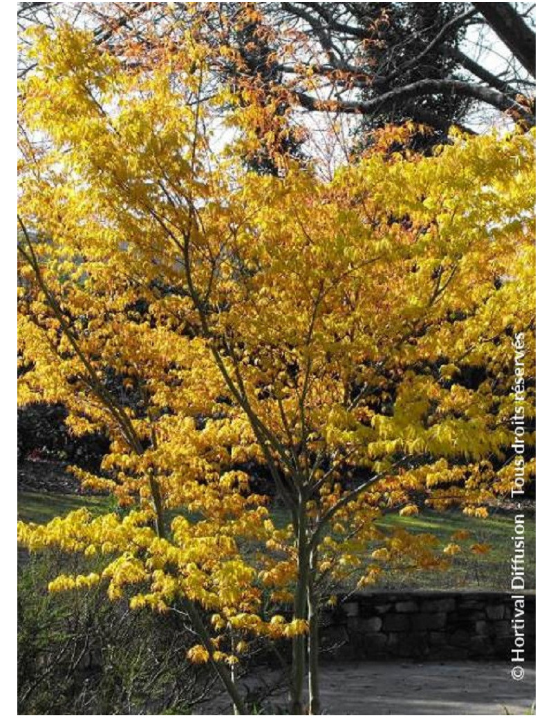 ACER palmatum KATSURA (Érable du Japon)