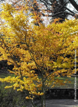 erable-du-japon-katsura-acer-palmatum-katsura-2.jpg