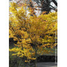 ACER palmatum KATSURA