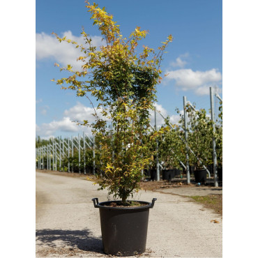 ACER palmatum KATSURA En pot de 25-30 litres buisson hauteur 100-125 cm
