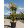 ACER palmatum KATSURA En pot de 25-30 litres buisson hauteur 100-125 cm