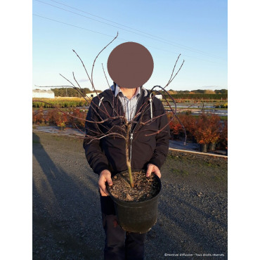 ACER palmatum DISSECTUM FIRECRACKER (Érable du Japon) En pot de 10-12 litres forme buisson