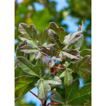 ACER campestre RED SHINE (Érable champêtre Red Shine)