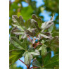 ACER RED SHINE