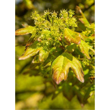 ACER RED SHINE