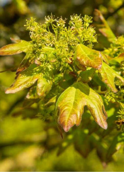 erable-champetre-red-shine-acer-campestre-red-shine-1.jpg