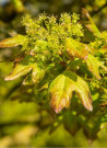 erable-champetre-red-shine-acer-campestre-red-shine-1.jpg
