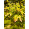 ACER RED SHINE