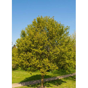 ACER RED SHINE