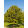 ACER campestre RED SHINE (Érable champêtre Red Shine)