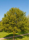 erable-champetre-red-shine-acer-campestre-red-shine-3.jpg