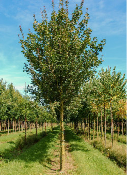 erable-champetre-red-shine-acer-campestre-red-shine-2.jpg