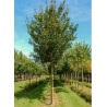 ACER RED SHINE
