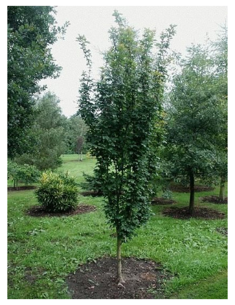 ACER WILLIAM CALDWELL