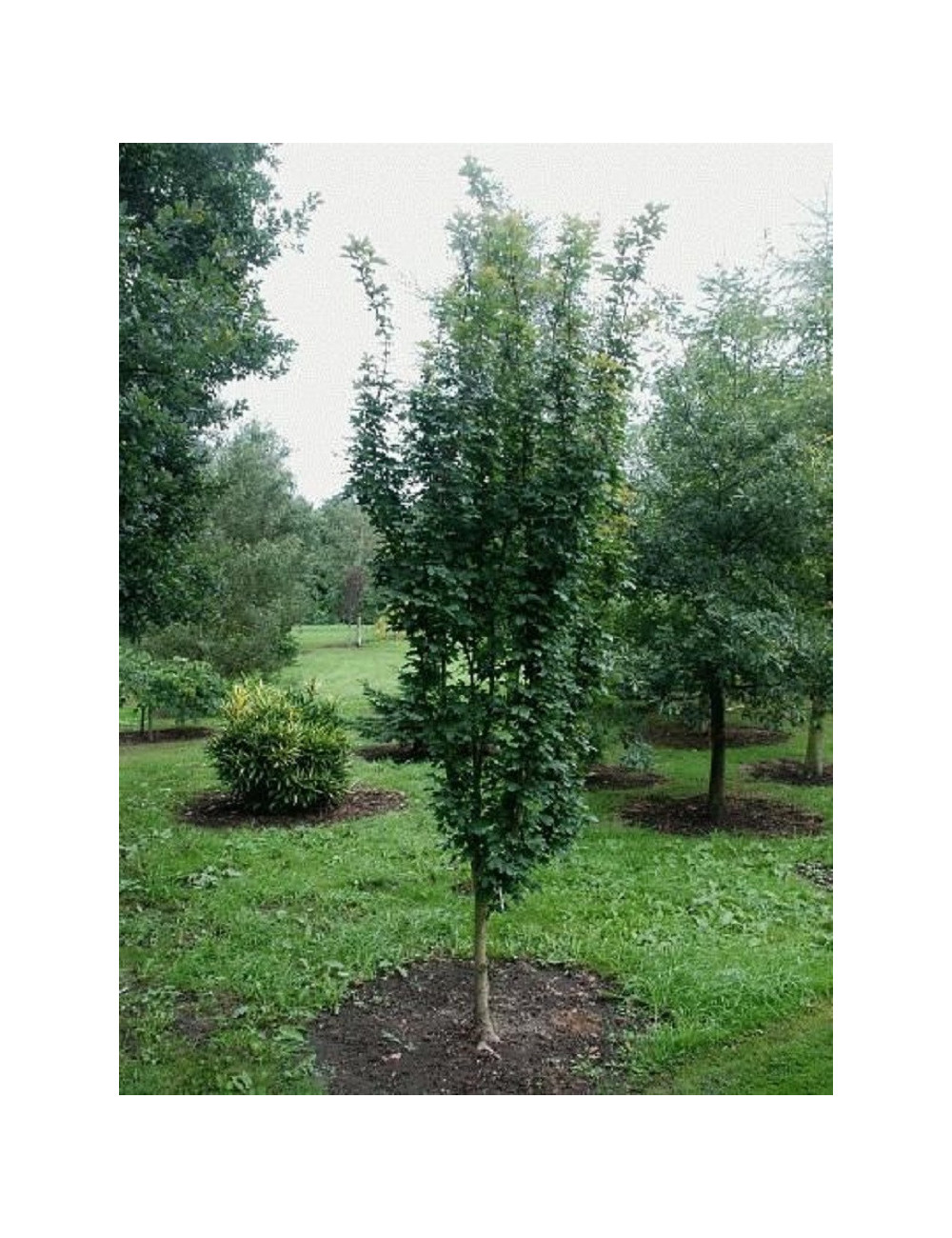 ACER WILLIAM CALDWELL