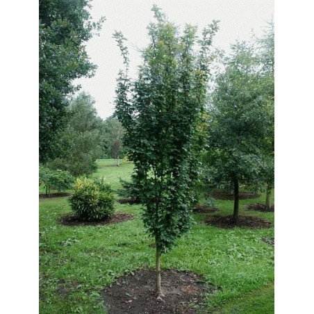 ACER WILLIAM CALDWELL
