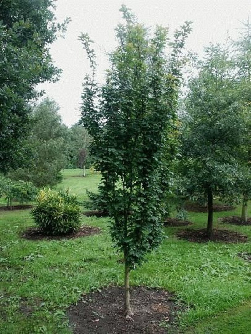 ACER WILLIAM CALDWELL