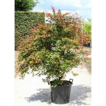 ACER palmatum DESHOJO En pot de 50-70 litres buisson hauteur 175-200 cm