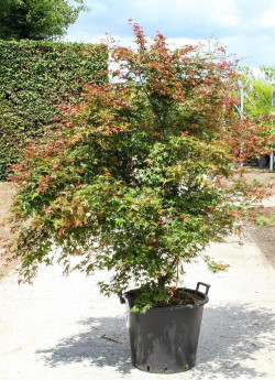 ACER palmatum DESHOJO En pot de 50-70 litres buisson hauteur 175-200 cm