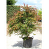 ACER palmatum DESHOJO En pot de 50-70 litres buisson hauteur 175-200 cm