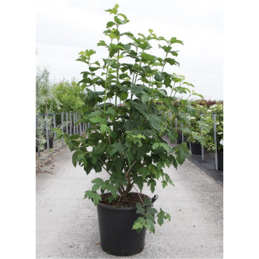 VIBURNUM opulus ROSEUM (Boule de neige) En pot de 35-50 litres forme buisson hauteur 150-175 cm