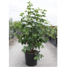 VIBURNUM opulus ROSEUM (Boule de neige) En pot de 35-50 litres forme buisson hauteur 150-175 cm