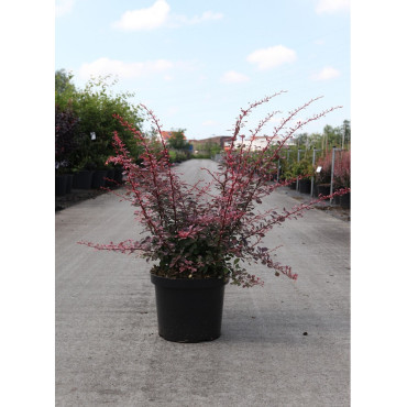BERBERIS thunbergii ROSE GLOW En pot de 10-12 litres buisson hauteur 060-080 cm