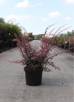 epine-vinette-de-thunberg-rose-glow-berberis-thunbergii-rose-glow-3.jpg