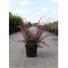 BERBERIS thunbergii ROSE GLOW (Épine vinette) En pot de 10-12 litres forme buisson hauteur 060-080 cm