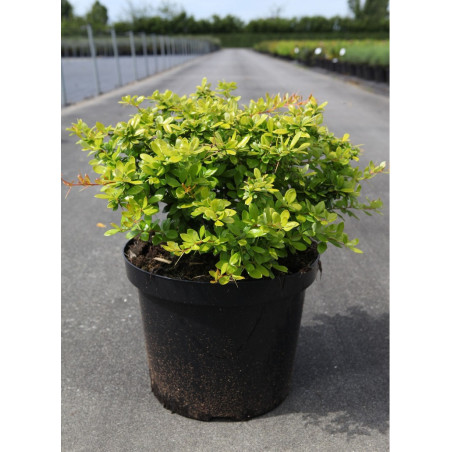BERBERIS media DUAL JEWEL (Épine vinette)