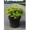 BERBERIS media DUAL JEWEL (Épine vinette) En pot de 10-12 litres forme buisson hauteur 040-060 cm