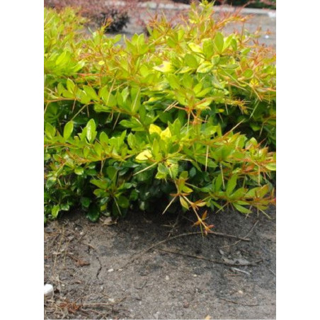 BERBERIS media DUAL JEWEL (Épine vinette)