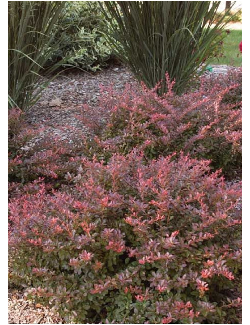 BERBERIS thunbergii CABERNET