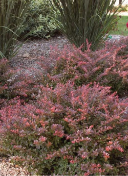 epine-vinette-de-thunberg-cabernet-berberis-thunbergii-cabernet.jpg