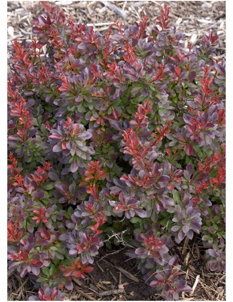 BERBERIS thunbergii CABERNET® (Épine vinette)