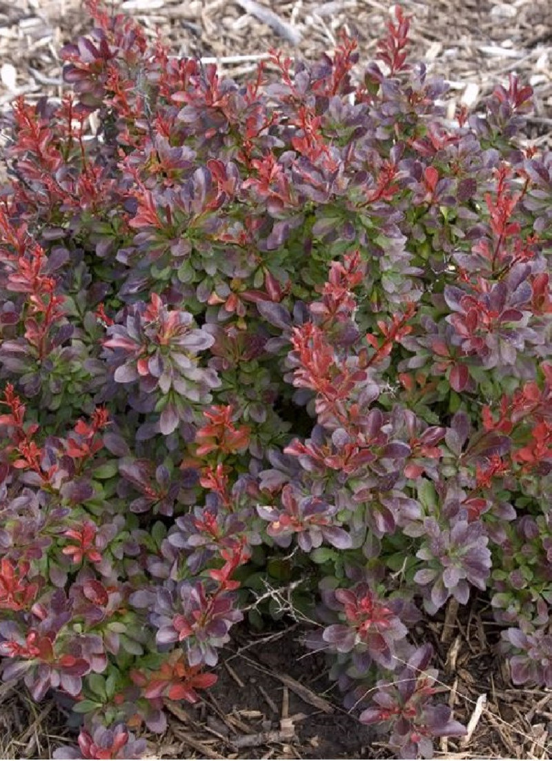 epine-vinette-de-thunberg-cabernet-berberis-thunbergii-cabernet-1.jpg