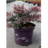 BERBERIS thunbergii CABERNET® (Épine vinette) En pot de 10-12 litres forme buisson hauteur 040-060 cm